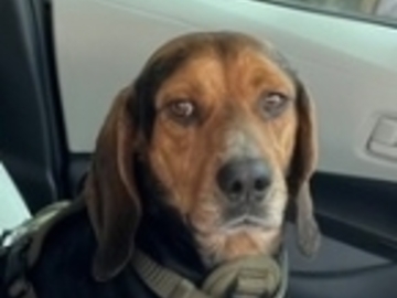   : Benji