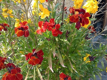 Vente: graines de fleurs diverses