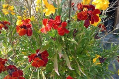 Sales: graines de fleurs diverses