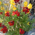 Sales: graines de fleurs diverses