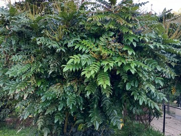 Vente: MAHONIA CHARITY