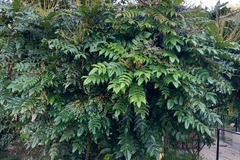 Sales: MAHONIA CHARITY