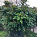 Sales: MAHONIA CHARITY