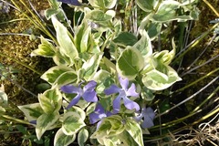 Sales: Plant de pervenche