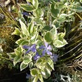 Sales: Plant de pervenche