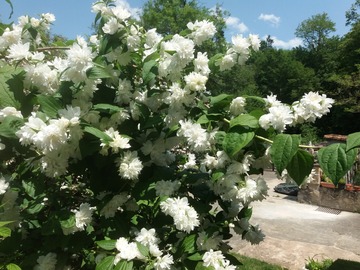 Vente: SERINGAT DAME BLANCHE