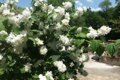 Sales: SERINGAT DAME BLANCHE
