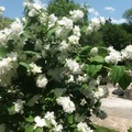 Sales: SERINGAT DAME BLANCHE