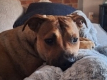   : Veda