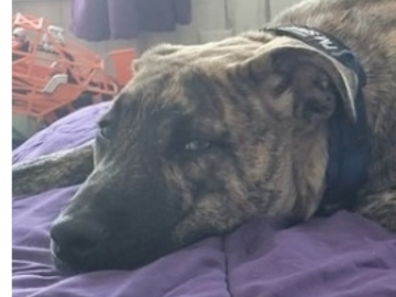   : Roscoe
