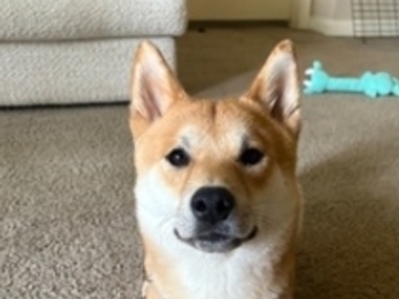   : Buddy