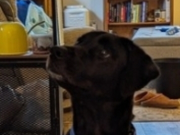   : Bear