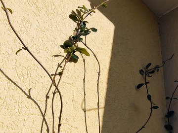 Vente: Jasmin étoilé grimpant 