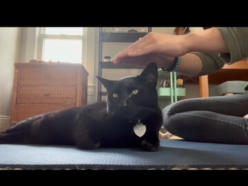 Wellness Session Single: Distant Reiki Session for Animals with Taylor