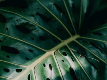 Wellness Session Single: Wellness Coaching with Lianna
