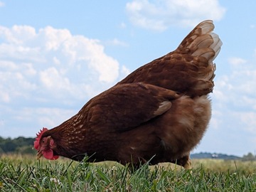 Selling with online payment: Pasture raised non GMO eggs 
