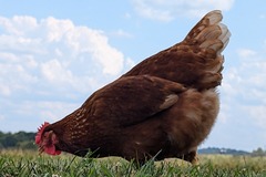 Selling with online payment: Pasture raised non GMO eggs 