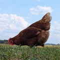 Selling with online payment: Pasture raised non GMO eggs 
