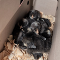 Selling with online payment: Pure breed Plymouth rock hatching eggs 