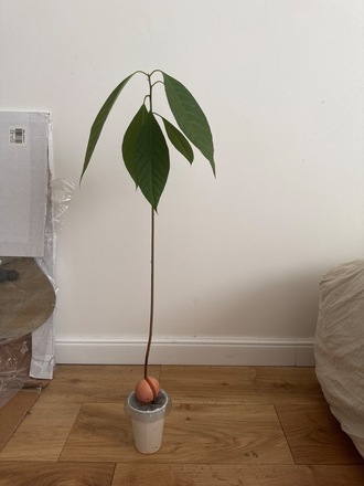Avocatier