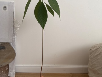 Vente: Avocatier