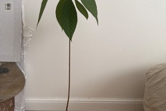 Sales: Avocatier
