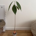 Sales: Avocatier
