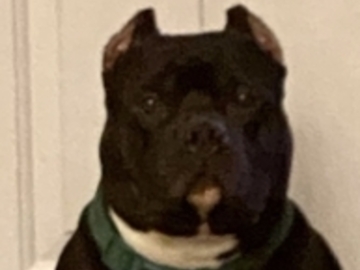   : Onyx