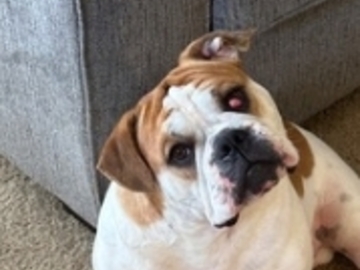   : Bruno