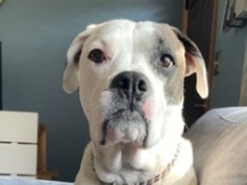   : Gracie