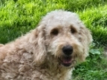   : Ollie