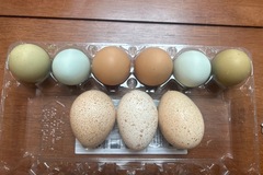 Selling with online payment: Fresh chicken eggs