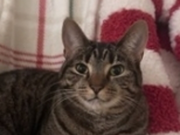   : Pepper