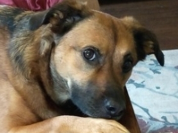   : Comet