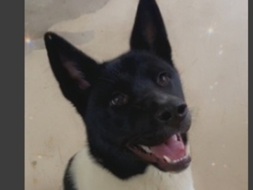   : Bella Bear Henry