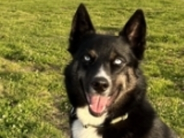   : Bo 