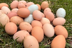 Selling with In-person Payment: Farm Fresh Eggs