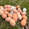 Selling with In-person Payment: Farm Fresh Eggs
