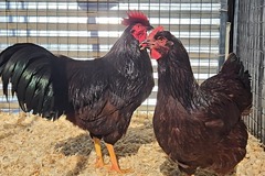 Selling with online payment: Rhode island red exhibition Hatching eggs NPIP CERTIFIED 