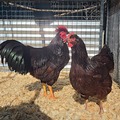 Selling with online payment: Rhode island red exhibition Hatching eggs NPIP CERTIFIED 