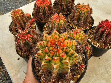 Vente: Magnifiques Cactus Gymnocalycium mohavichii 