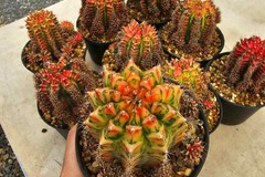 Sales: Magnifiques Cactus Gymnocalycium mohavichii 
