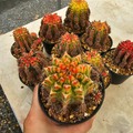 Sales: Magnifiques Cactus Gymnocalycium mohavichii 