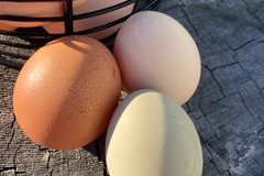 Selling with In-person Payment: Farm fresh eggs!! Support a 4-H member and young entrepreneur. 
