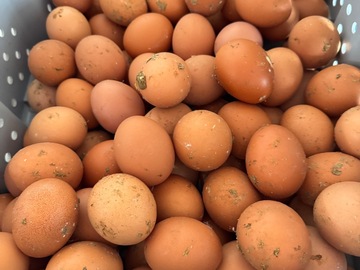 Selling with In-person Payment: Farm fresh organic eggs