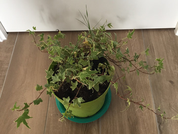 Vente: Lierre panaché
