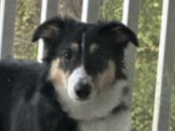   : Lilly 