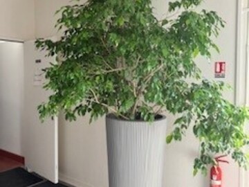 Vente: GRAND FICUS
