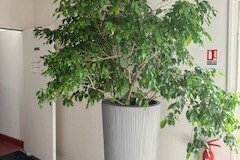Sales: GRAND FICUS