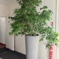 Sales: GRAND FICUS